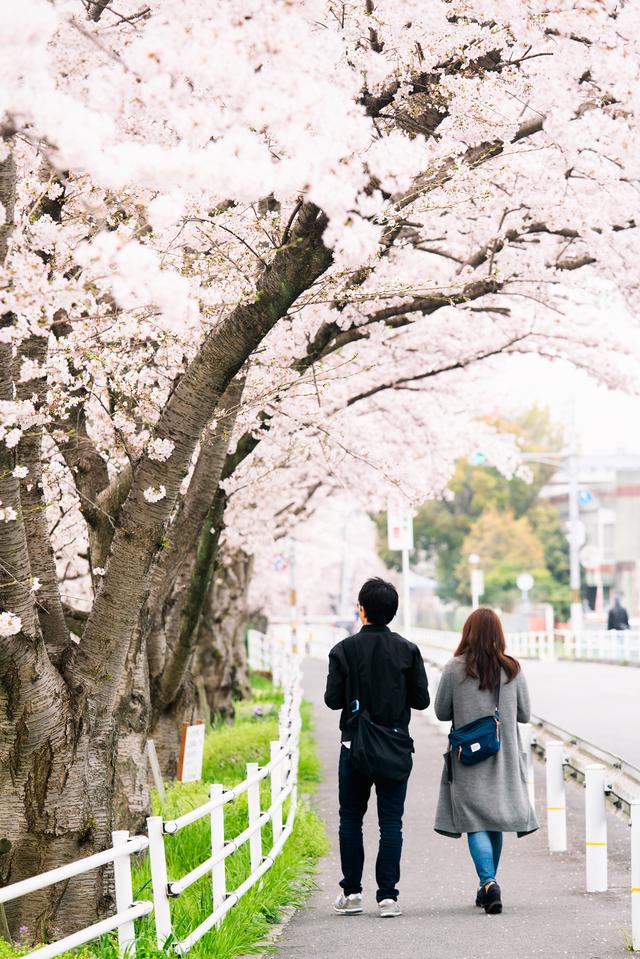 漫步在粉色的花海,你知道和不知道的关西拍樱好去处