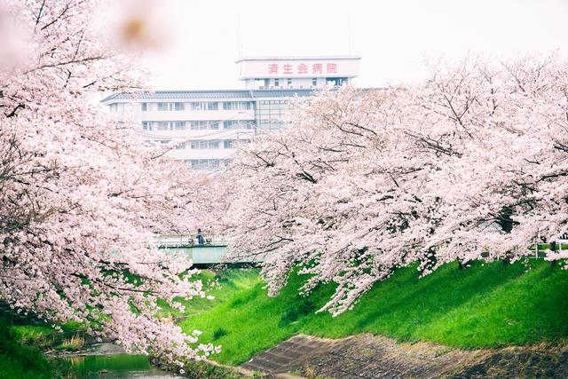 漫步在粉色的花海,你知道和不知道的关西拍樱好去处