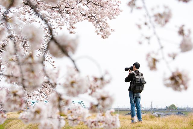 漫步在粉色的花海，你知道和不知道的关西拍樱好去处