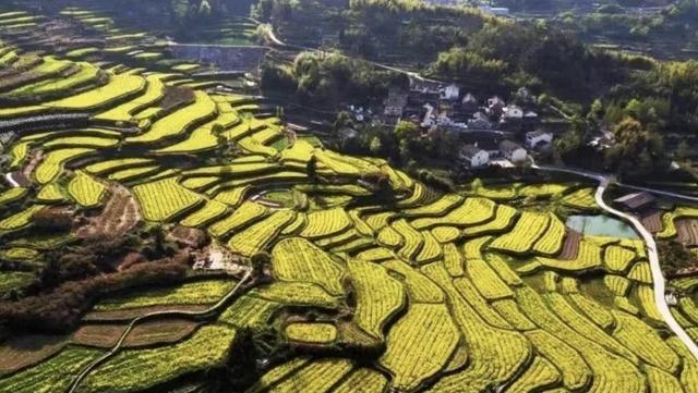 踏春赏花去！盘点婺源之外的小众油菜花田，说不定就在你家跟前