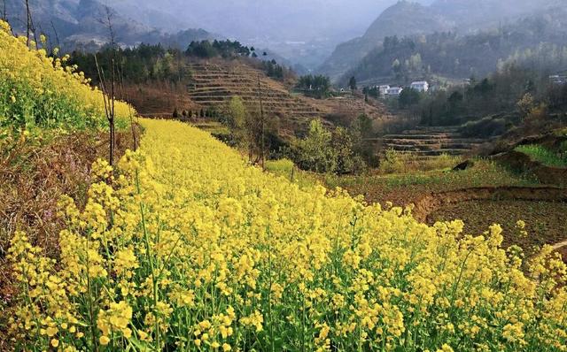 踏春赏花去！盘点婺源之外的小众油菜花田，说不定就在你家跟前