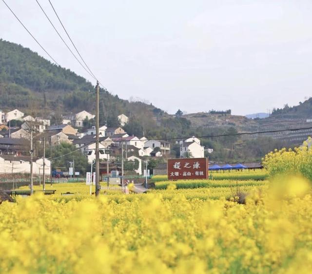 踏春赏花去！盘点婺源之外的小众油菜花田，说不定就在你家跟前