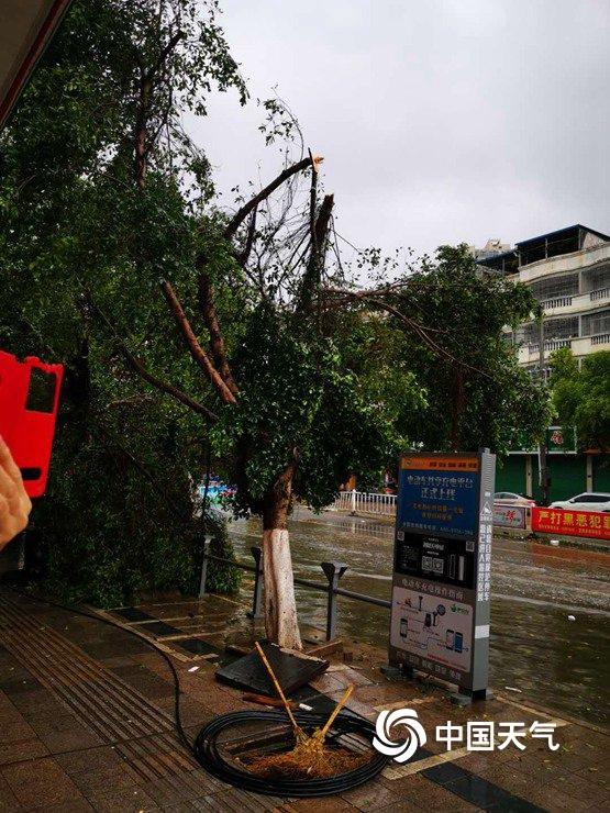 江西定南遭遇强对流 毁窗拔树冰雹满地