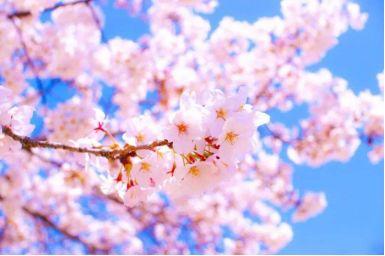 看完日本的樱花,终于理解,中国游客大老远跑去日本看樱花的原因