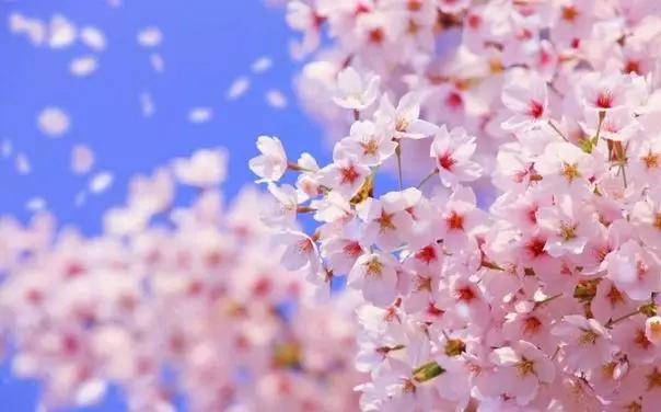 看完日本的樱花,终于理解,中国游客大老远跑去日本看樱花的原因