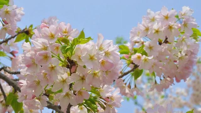 4月,这12个旅行地颜值爆表!疫情过后,让我们尽情的玩吧!