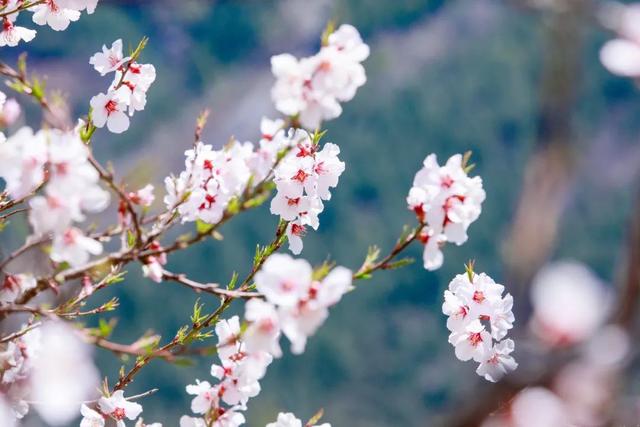 4月,这12个旅行地颜值爆表!疫情过后,让我们尽情的玩吧!