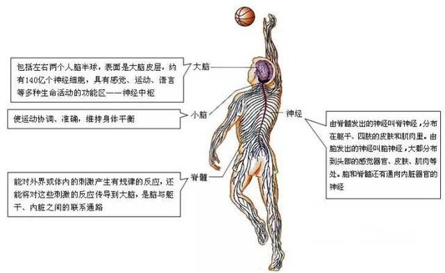 人体八大系统之“神经系统疾病的防与治”