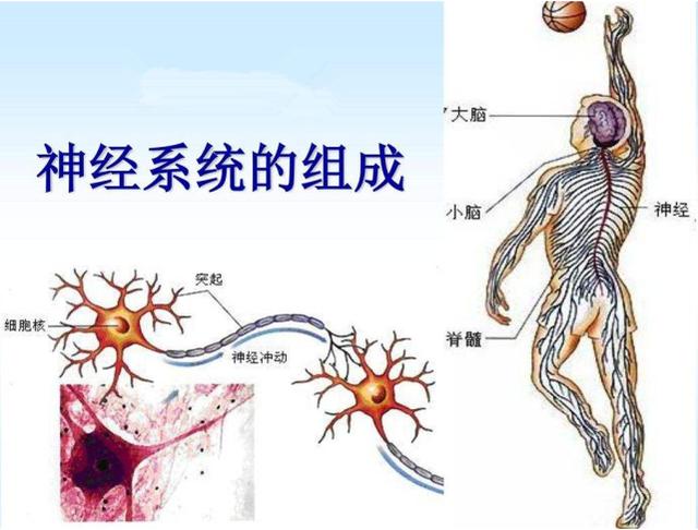 人体八大系统之“神经系统疾病的防与治”