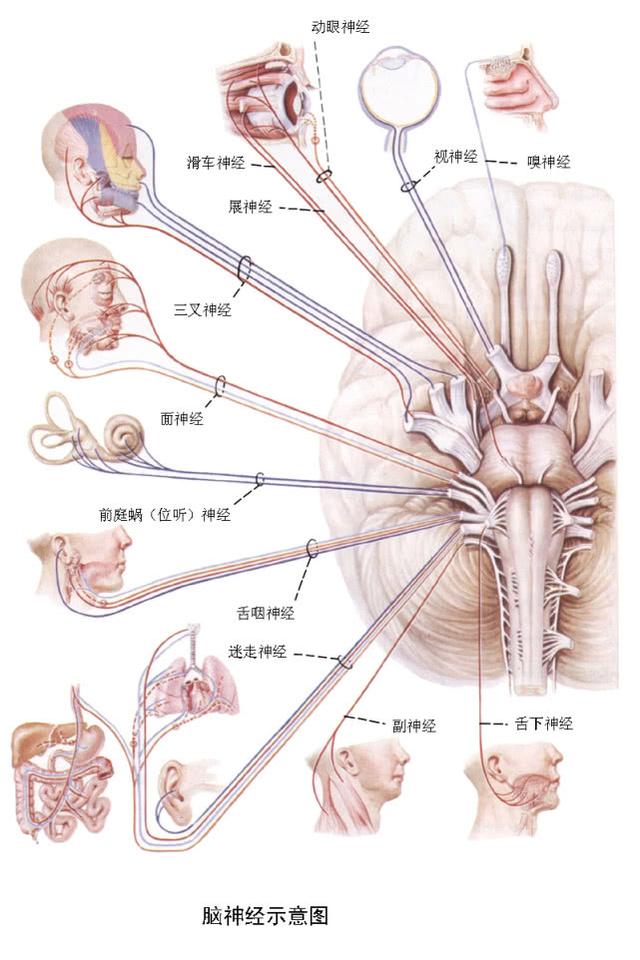 人体八大系统之“神经系统疾病的防与治”