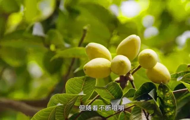 第一口咽不下去,再吃却回味无穷!去了潮汕不可错过的10种美食