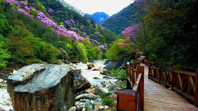 四月紫荆漫山开，大美青川等您来