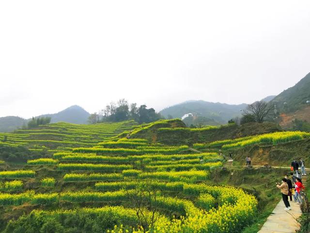 你好,我是梨白桃红、油菜花黄满山野的婺源