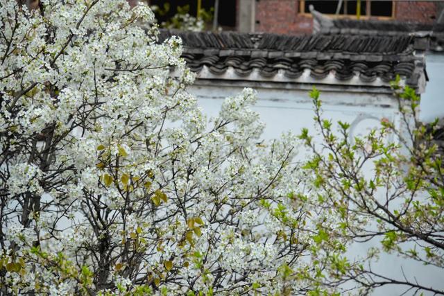 你好,我是梨白桃红、油菜花黄满山野的婺源