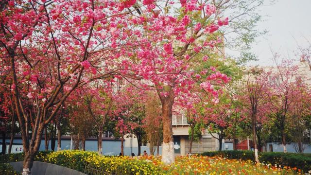 来到四季如春的昆明,吃喝玩乐怎么安排?