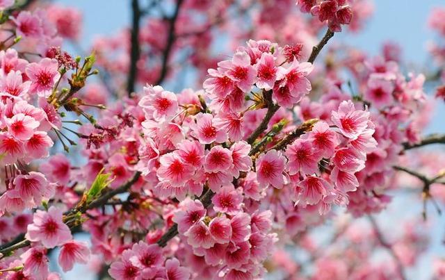 全球最大的一座樱花园,比日本樱花更加迷人,就在我国福建