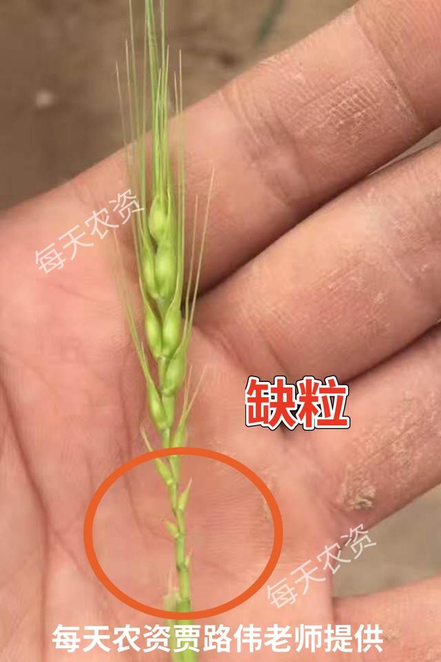 倒春寒大预警！18省份大降温来袭！小麦、果树做好预防！​