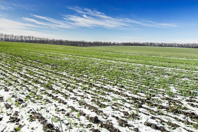 小麦春季警惕倒春寒，麦苗冻害如何预防和补救？这里有方法