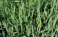 小麦“倒春寒”的预防和