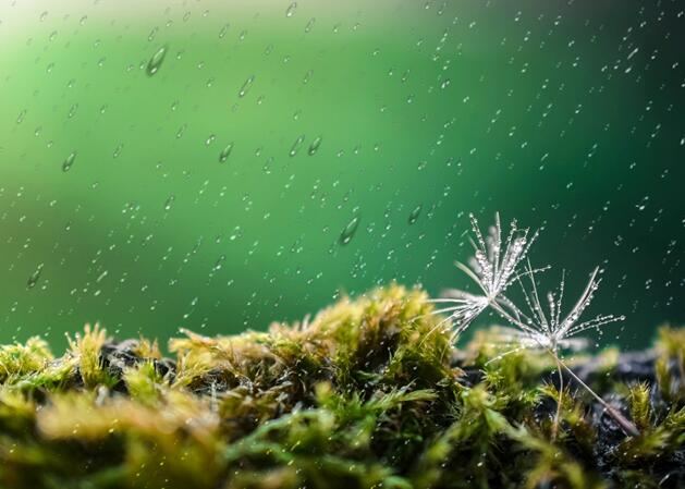 谷雨节气的说法 谷雨节气意味着什么