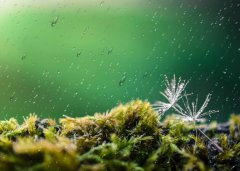 谷雨节气的说法 谷雨节气