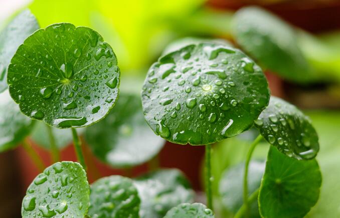 谷雨节气的特点是什么 24节气谷雨的气候特点