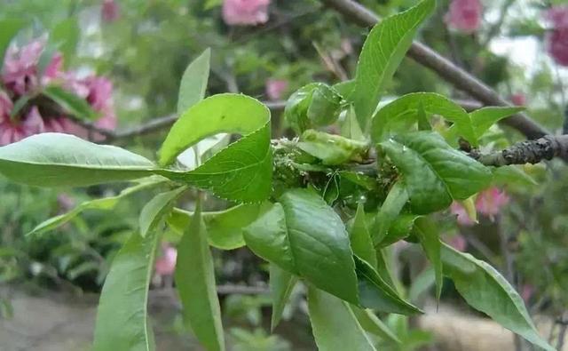 春天气温回升，油桃蚜虫活跃？防治要趁早，防大于治、灵活用药