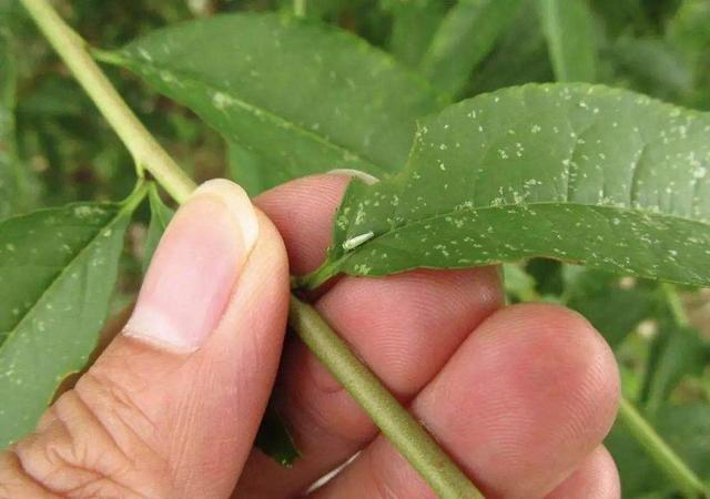 春天气温回升，油桃蚜虫活跃？防治要趁早，防大于治、灵活用药