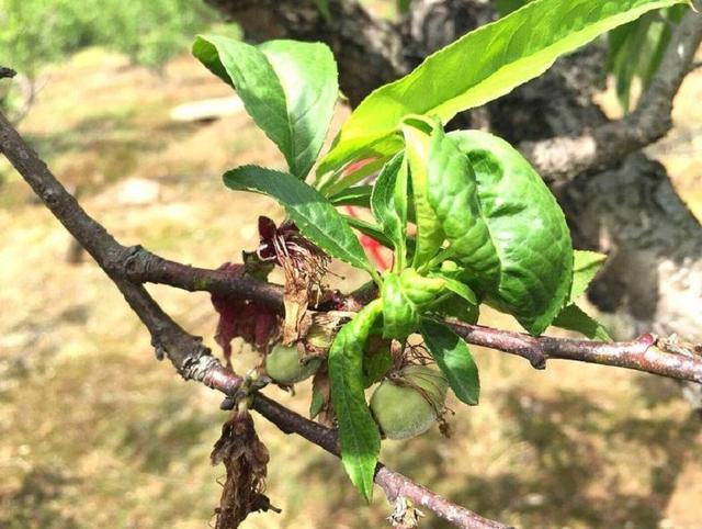 春天气温回升，油桃蚜虫活跃？防治要趁早，防大于治、灵活用药