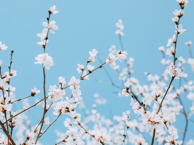 清明时节雨纷纷,你知道清明有哪些习俗吗?