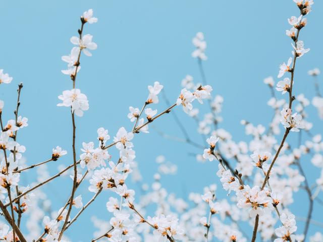 清明时节雨纷纷，你知道清明有哪些习俗吗？