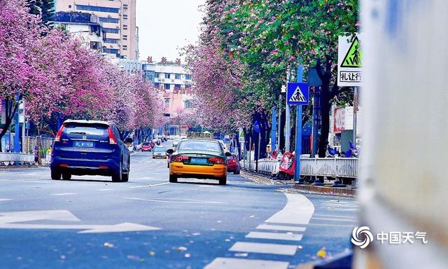 广西柳州春暖花开 紫荆粉云绕满城