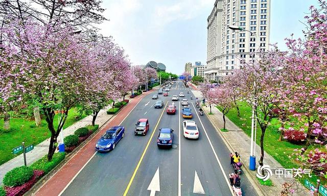 广西柳州春暖花开 紫荆粉云绕满城