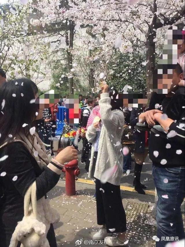 凤凰旅讯丨全国人都怒了！这样的“樱花雨”真的美吗……