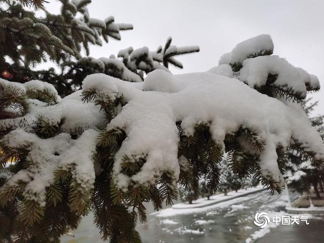 甘肃甘南高原雪纷飞 迟归春色别样美