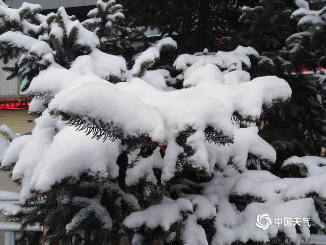 甘肃甘南高原雪纷飞 迟归春色别样美