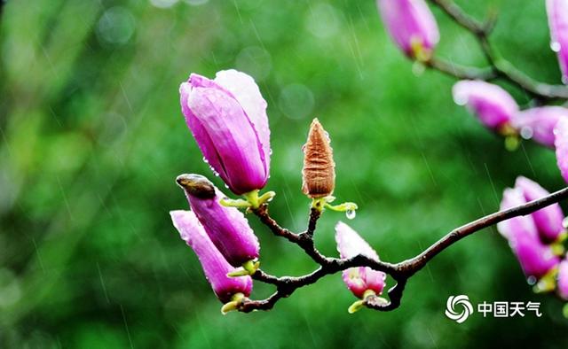 中国春雨图鉴：带你看遍全国各地“性格迥异”的春雨