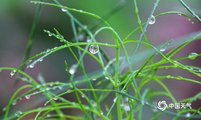 中国春雨图鉴：带你看遍全国各地“性格迥异”的春雨