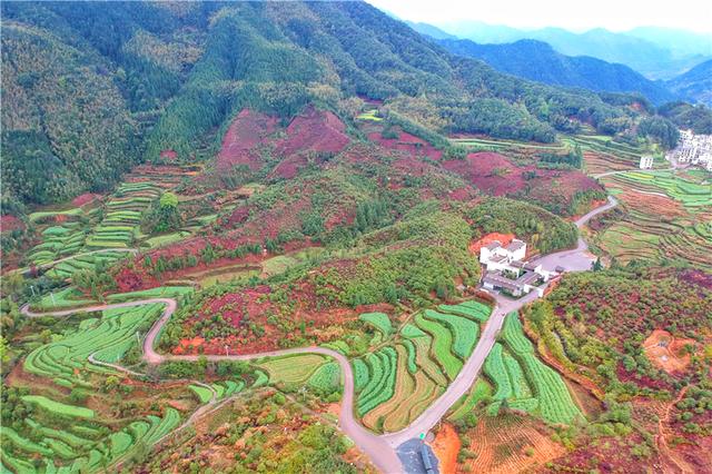 实拍中国最美乡村的春天，婺源万亩油菜花盛放，云海梯田天上人间