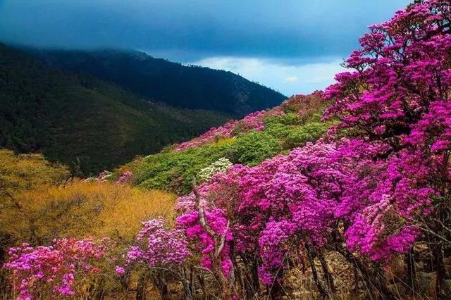 大理苍山下洱海边的白族院落民宿，去闻闻大理的春天丨泊心云舍