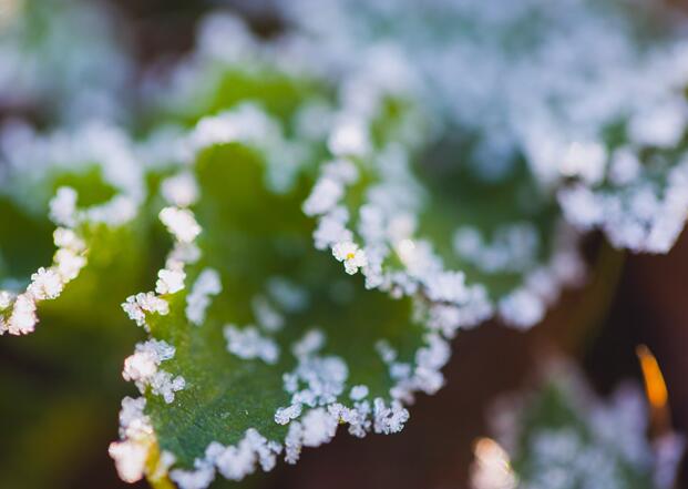 倒春寒对农作物的影响 农作物如何预防倒春寒呢