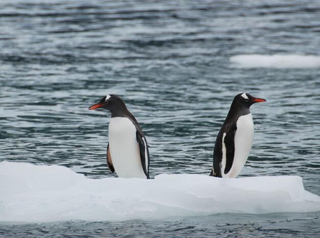 南极变暖的主要原因是什么 南极气候为什么会变暖