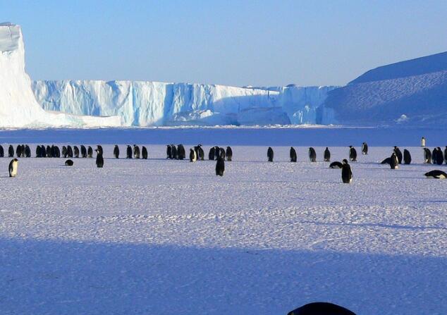 南极变暖会怎么样 南极变暖会导致什么后果