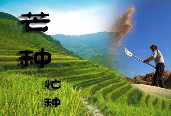 【天气预报】24节气专题——芒种芒种,连收带种