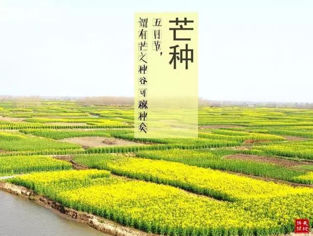 节气 | 今日芒种，这些知识你怎能不知道！