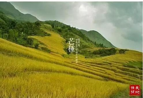 节气 | 今日芒种，这些知识你怎能不知道！