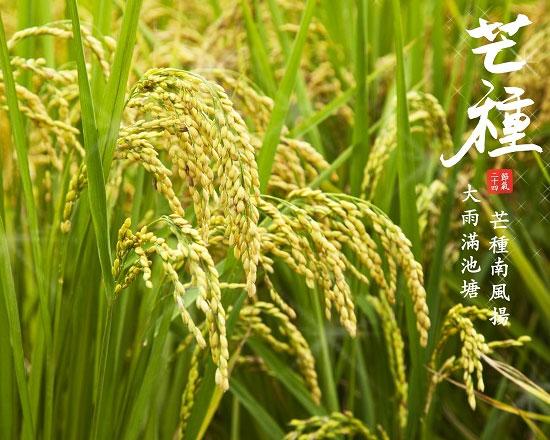 节气小知识之芒种