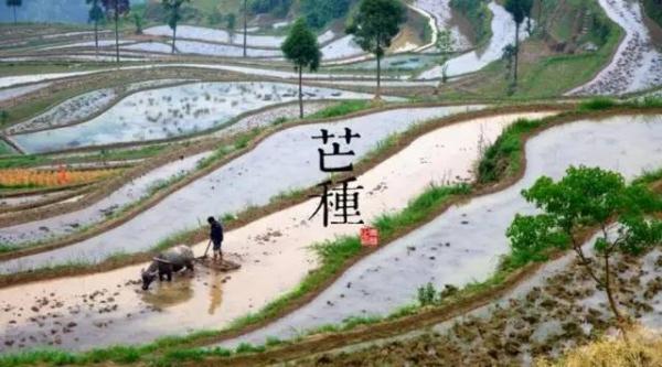 芒种高温乍现，食宜清补！这些养生知识请收好～