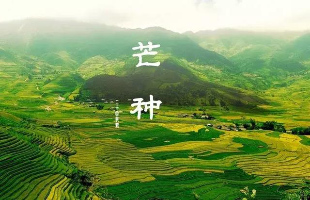 芒种养生:顺时令,应气候