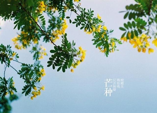 今日芒种|青梅煮酒,麦收梅熟,这些芒种知识要知道